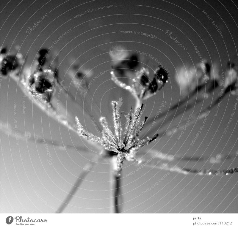 vereist Blume kalt Winter Eiskristall gefroren Wiese Schwarzweißfoto Frost Kristallstrukturen jarts Wasser Seil