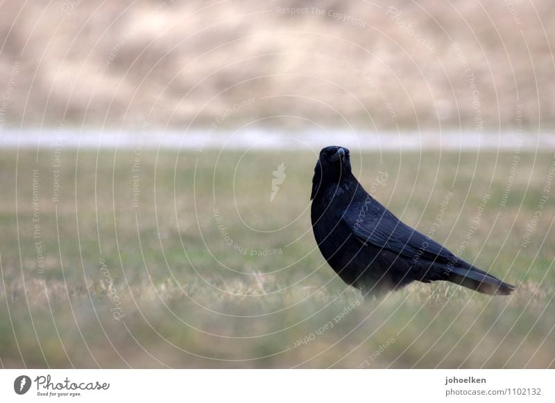 Was guckst Du? Gras Wiese Tier Wildtier Vogel Krähe Rabenvögel 1 beobachten Denken Blick Coolness grün schwarz Wachsamkeit Weisheit klug Neugier Interesse