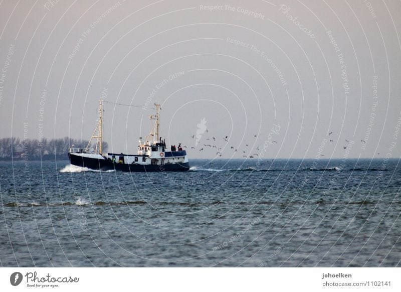 Möwen an achtern II Arbeit & Erwerbstätigkeit Beruf Fischer Kapitän Fischerboot Feierabend Lebensmittel Wasser Küste Nordsee Ostsee Meer Schifffahrt Tier