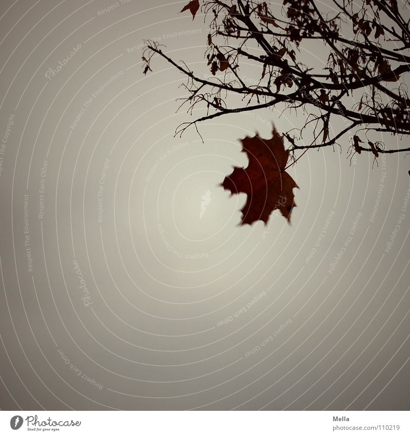 Vor dem Winter Blatt Baum Einsamkeit Trauer Angst hängen festhalten hartnäckig fallen flattern Wind grau Regen Herbst kalt Verzweiflung Ast Zweig Single