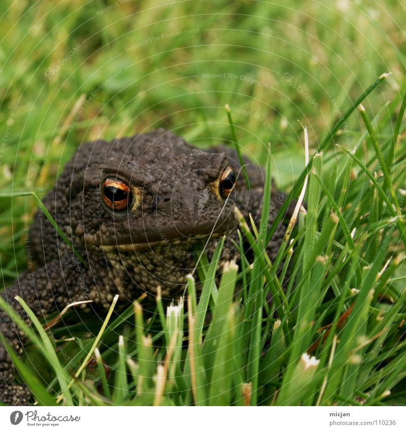 Froschperspektive Tier hüpfen Blick warten hocken Gras Wiese grün braun groß Kaulquappe Ekel gruselig Unschärfe Hintergrundbild Küssen Märchen tierisch klein