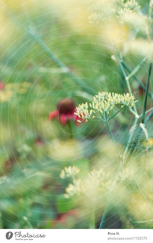 Verblasst Pflanze Sommer Garten Blühend verblüht Vergänglichkeit Dill Samen Farbfoto Außenaufnahme Menschenleer Schwache Tiefenschärfe