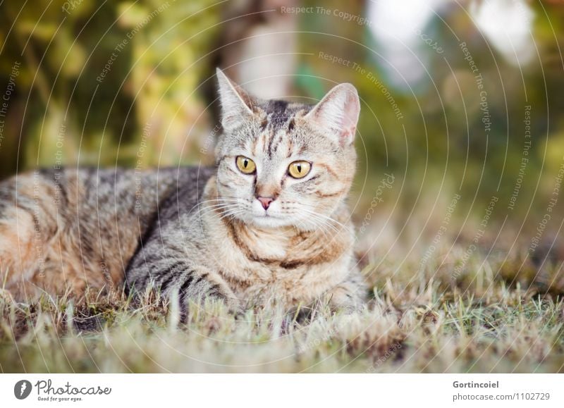 Mosby Natur Sommer Gras Garten Tier Haustier Katze Tiergesicht Fell 1 wild Tarnung Tigerfellmuster Hauskatze Freiheit Farbfoto Außenaufnahme Menschenleer