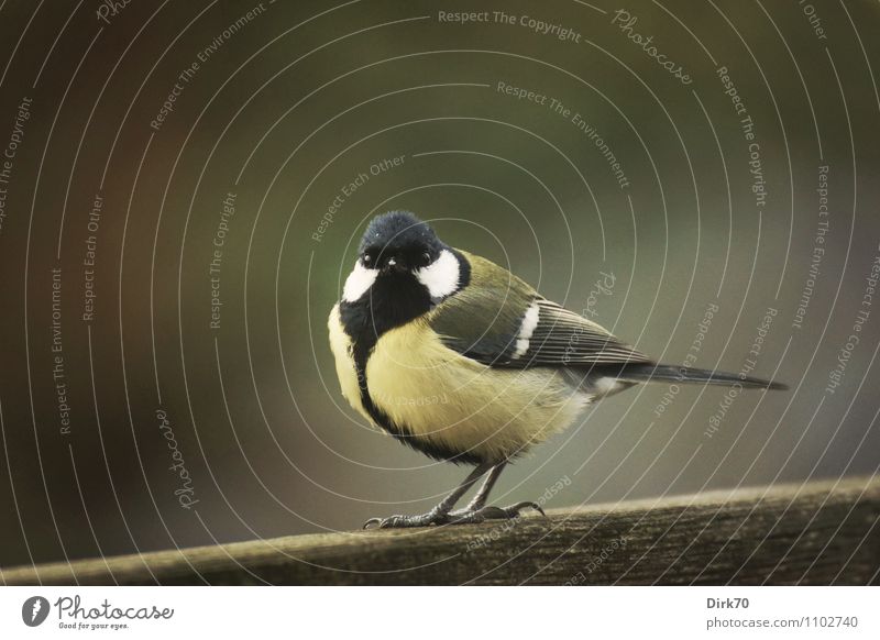 Ich sehe Dich ... Umwelt Natur Tier Herbst Winter schlechtes Wetter Garten Zaun Gartenzaun Wildtier Vogel Singvögel Meisen Kohlmeise 1 Holz beobachten Blick