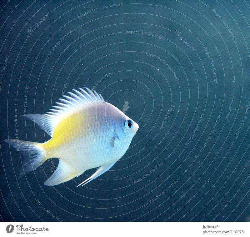 Allein im großen Meer Einsamkeit Angeln Fischer Wasser blau Farbe Water Blubbern Schwimmhilfe Schwimmen & Baden