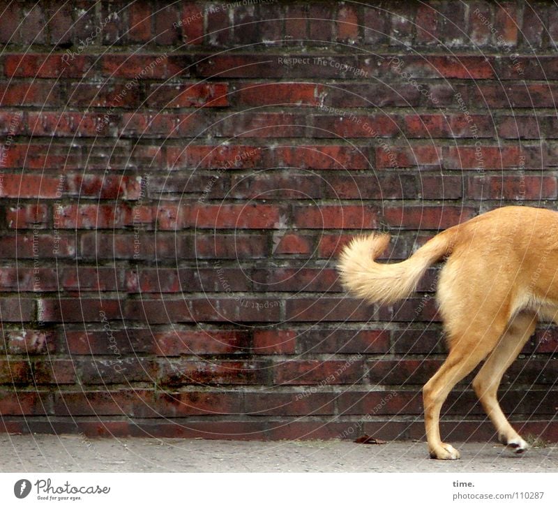 Halber Hund vor Rechteck auf Rundgang im Viertel Farbfoto Gedeckte Farben Außenaufnahme Mauer Wand Verkehrswege Straße blond Stein Backstein braun rot hellbraun