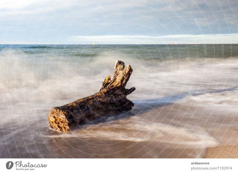 Baumstamm im Meer Landschaft Wasser Wolken Sonnenlicht Strand Ostsee Gefühle Zufriedenheit Romantik Tod Fernweh Mecklenburg-Vorpommern Im Wasser treiben Wellen