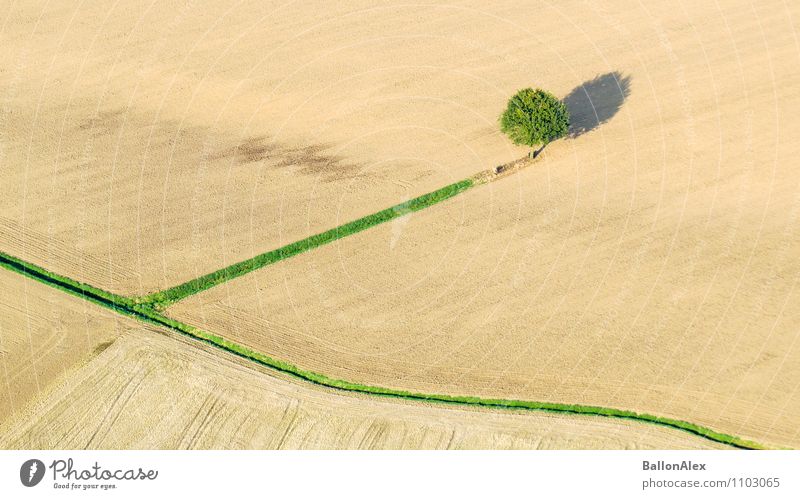 allein Natur Landschaft Herbst Baum Feld Einsamkeit einzigartig Farbfoto Außenaufnahme Luftaufnahme Menschenleer Tag Licht Schatten Vogelperspektive