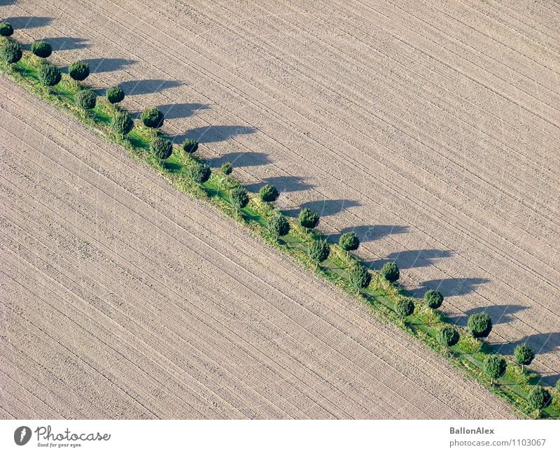 Diagonal Umwelt Natur Landschaft Pflanze Erde Sommer Schönes Wetter Baum Feld Dorf Menschenleer Wege & Pfade saftig Zufriedenheit Optimismus Warmherzigkeit