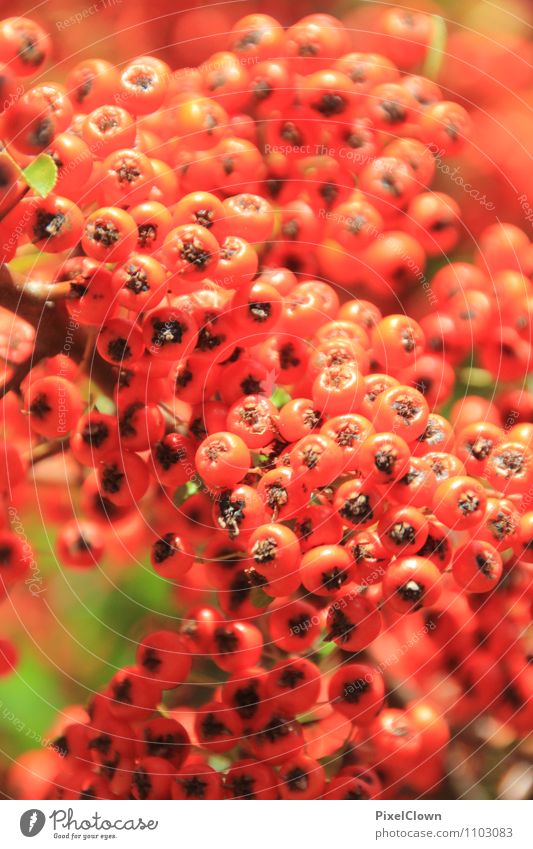 Beeren Lifestyle schön Körperpflege Tourismus Sommer Garten Landwirtschaft Forstwirtschaft Natur Landschaft Tier Pflanze Sträucher Blüte Wildpflanze Park Wiese