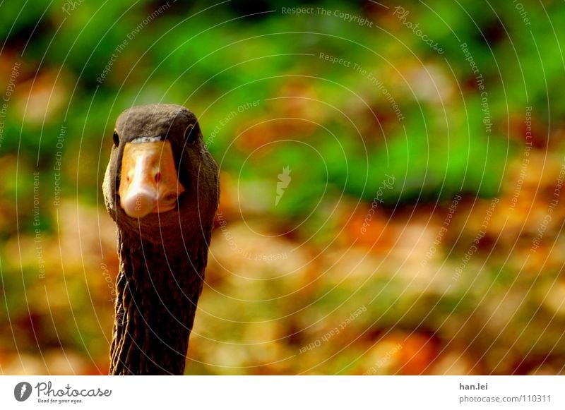 Huch?! Vogel Neugier Gans Schnabel erstaunt wtf Hals huch nachgucken Weihnachtsbraten Gänsebraten Weihnachtsessen Blick