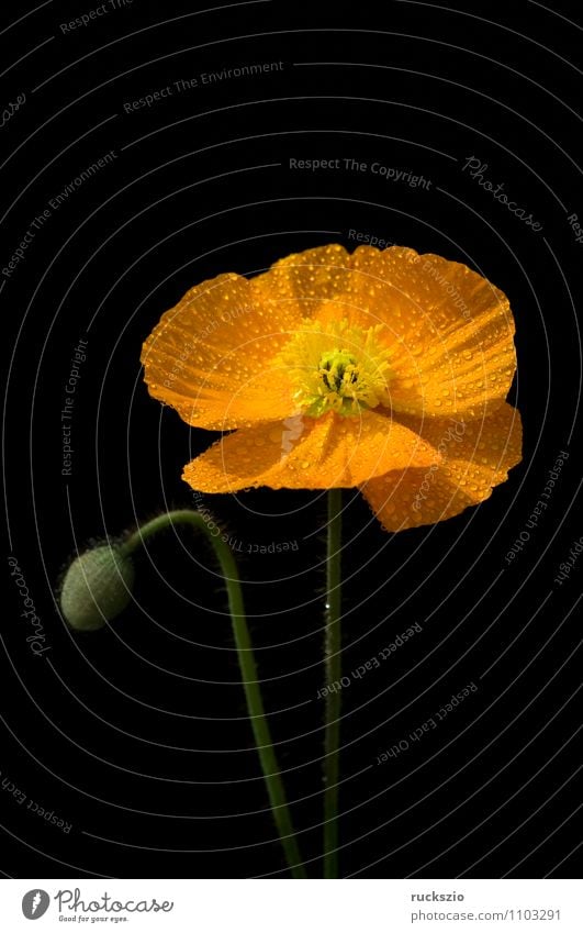 Scheinmohn; Meconopsis cambrica, Natur Pflanze Blume Blüte Blühend frei gelb orange schwarz Mohn Mohngewaechse goldgelbe zitronengelben Halbschatten