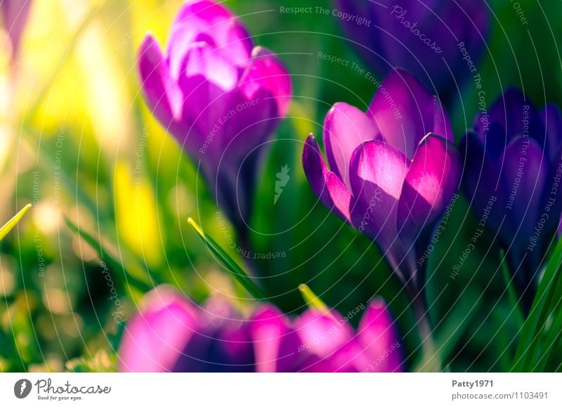 Krokus Ostern Natur Pflanze Frühling Blume Krokusse Montbretie Blühend schön grün violett Farbfoto Außenaufnahme Tag