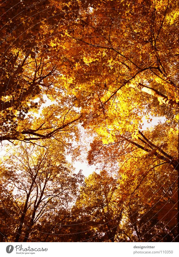 Roter Oktober Herbst Blatt Baum Baumkrone Wald rot gelb Holzmehl Farbe gold orange autumn fallen leaves trees forest color colors colours red