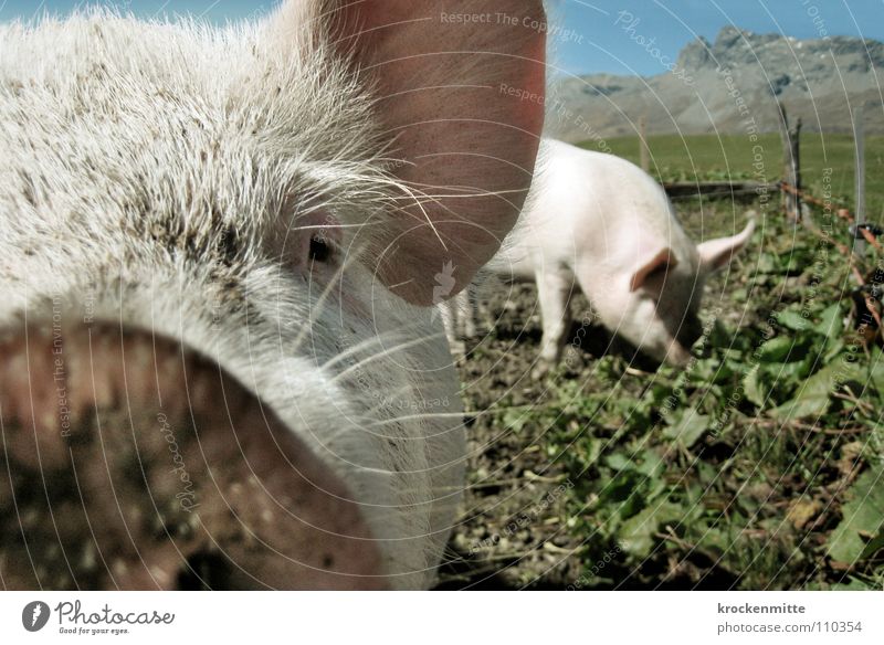 Schweine nicht im Weltall Farbfoto Glück Ohr Tier dreckig Sau Ferkel Glücksbringer Schnauze Saustall Bauernhof Schweinefleisch Barthaare Grunzen Säugetier