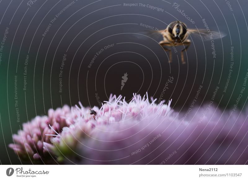 Landung Umwelt Natur Pflanze Tier Luft Frühling Sommer Schönes Wetter Blume Blüte Garten Park Wiese Fliege Biene Tiergesicht Flügel 1 frei violett fliegend