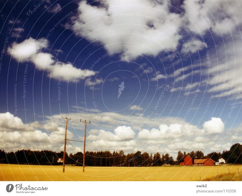 Schwedische Farbenlehre Sommer Landwirtschaft Forstwirtschaft Umwelt Natur Landschaft Pflanze Himmel Wolken Horizont Klima Schönes Wetter Baum Feld Getreidefeld