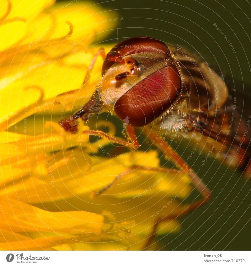 Dann saug mal Schwebfliege Facettenauge Blume Schweben Beine gelb rot Rüssel schwarz Löwenzahn groß klein Sommer Zweiflügler Insekt saugen Staubfäden