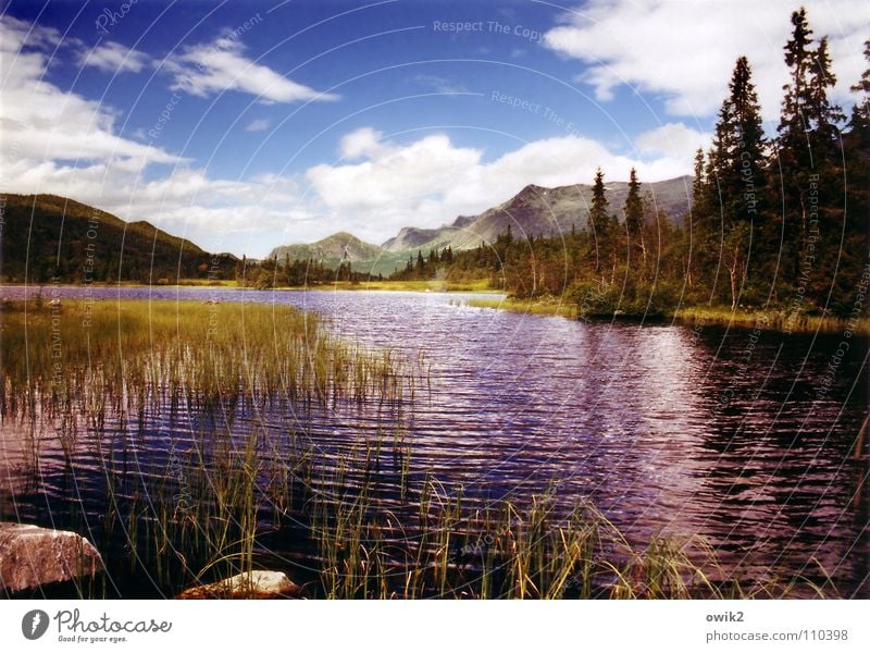 Weit draußen See Gebirgssee Baum Wolken Ferien & Urlaub & Reisen Sommer Panorama (Aussicht) Norwegen Skandinavien Fluss Bach Landschaft Natur Berge u. Gebirge