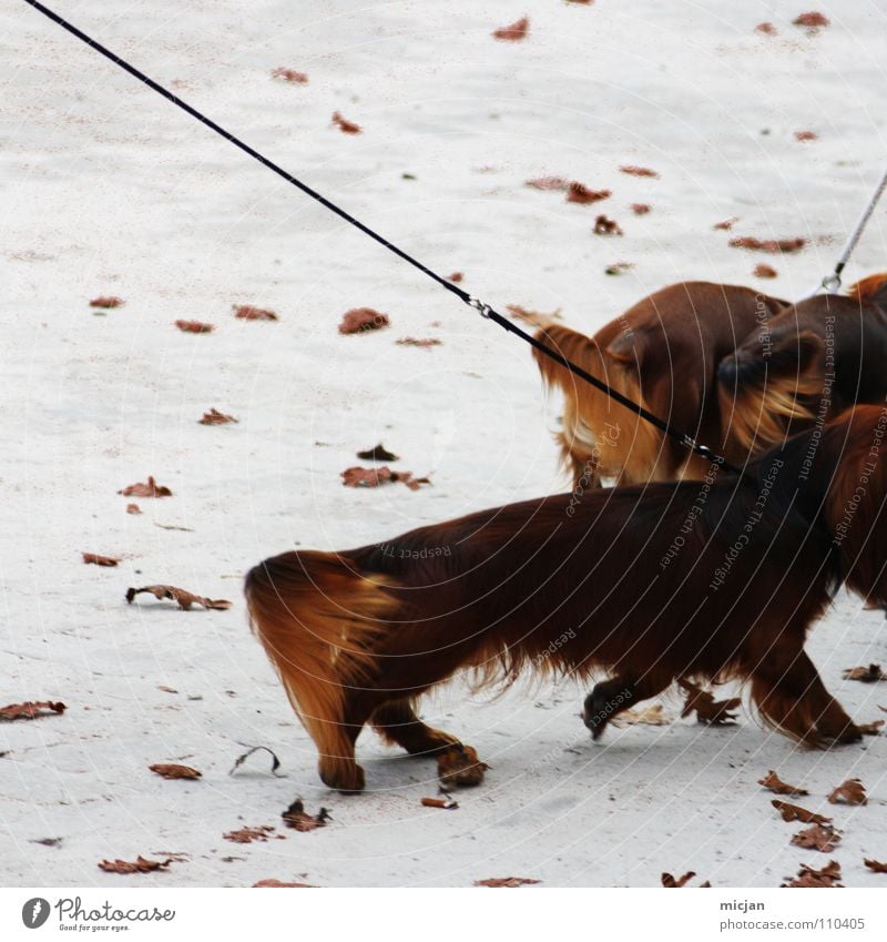 Alles für den Dackel - Alles für den Club Hund Blatt braun Tier Rudel 3 lang Tierzucht Ausstellung Platz weiß Eisfläche Rutschgefahr gehen Vorgesetzter Schwanz