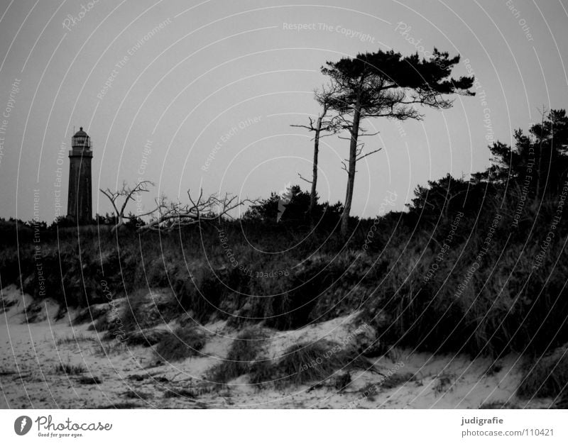 Weststrand See Leuchtturm Meer Strand Küste Gras Navigation Orientierung salzig Ferien & Urlaub & Reisen Seezeichen Fischland-Darß-Zingst Prerow Luft Baum