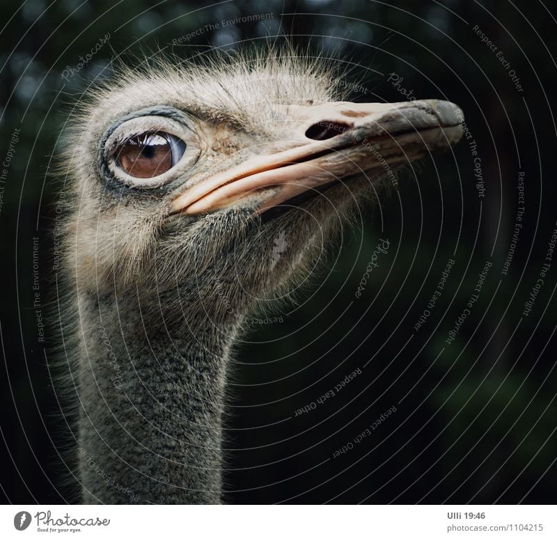 Ein Straußenvogel namens ´maspi`................ Ausflug Sommer Natur Tier Menschenleer grauhaarig kurzhaarig Behaarung Vogel Tiergesicht 1 beobachten Blick