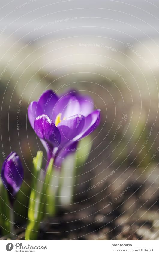 frühlingswärme Umwelt Natur Pflanze Erde Frühling Schönes Wetter Grünpflanze Wildpflanze Krokusse dünn authentisch einfach frisch klein natürlich trocken Wärme