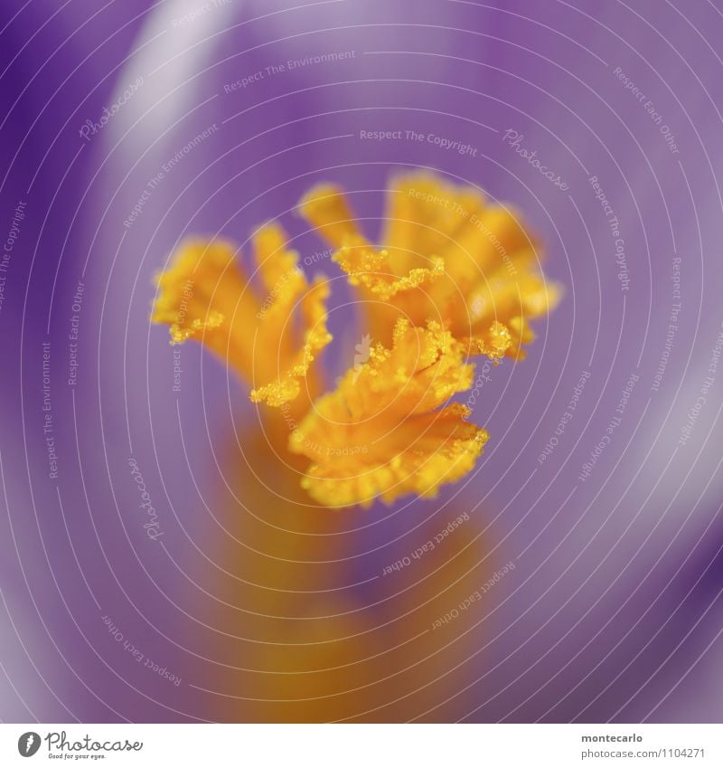 stempel Umwelt Natur Pflanze Frühling Blume Blatt Blüte Grünpflanze Wildpflanze Krokusse Blütenstempel Duft dünn authentisch frisch klein nah natürlich