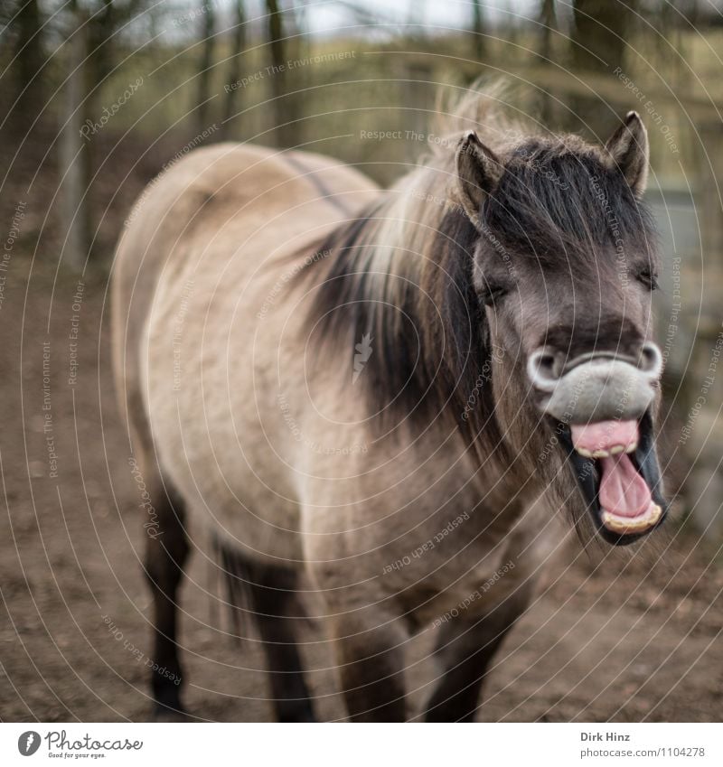 Lucky Horse Tier Lächeln lachen stehen leuchten außergewöhnlich Freundlichkeit Fröhlichkeit Glück lustig verrückt braun rosa Gefühle Stimmung Freude