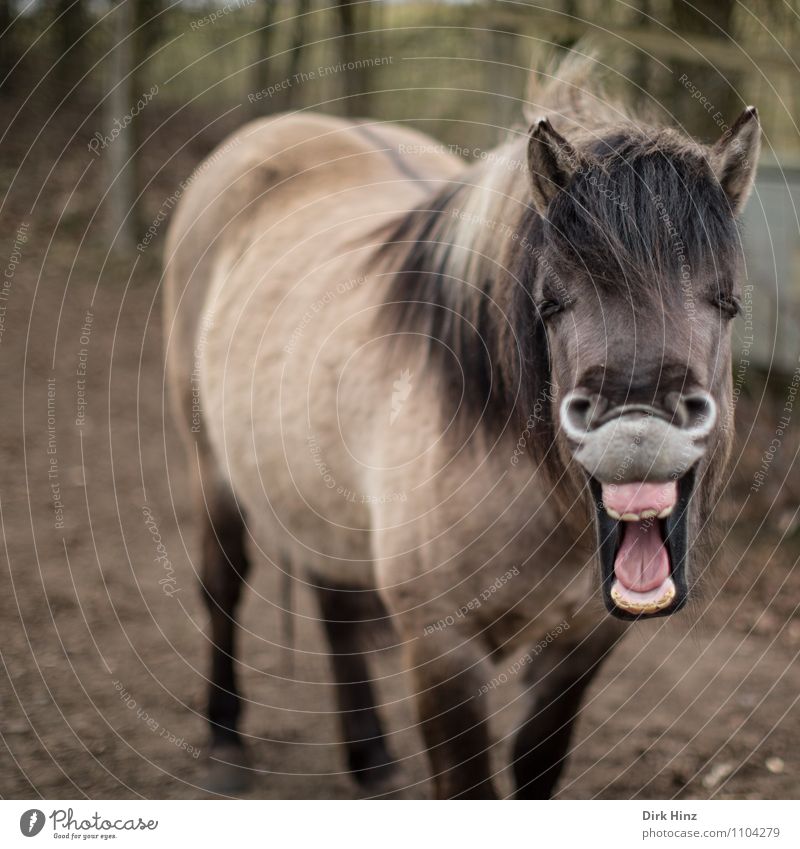 Lucky Horse II Pferd Lächeln lachen stehen außergewöhnlich Freundlichkeit Fröhlichkeit Glück lustig braun rosa Gefühle Stimmung Freude Lebensfreude