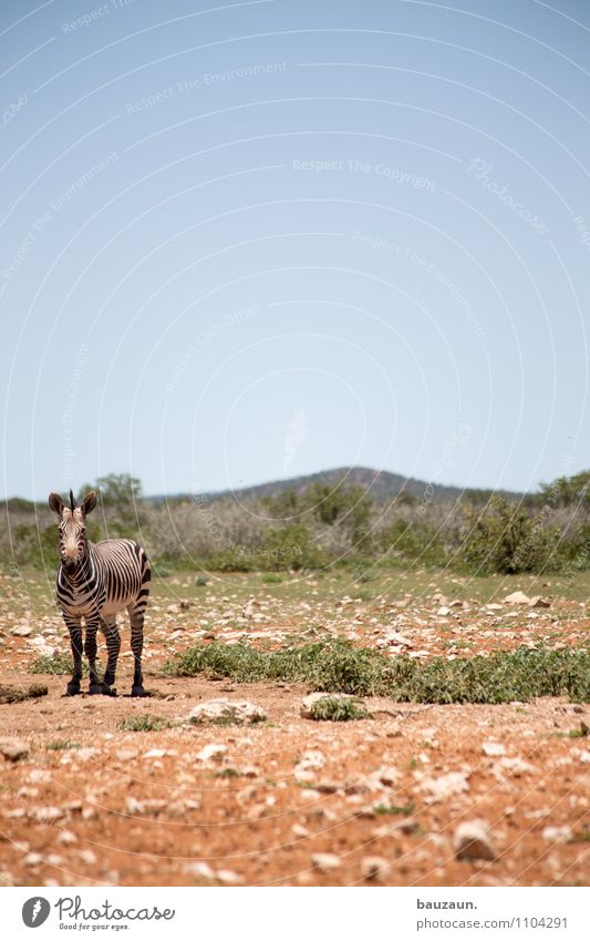 was willste. Ferien & Urlaub & Reisen Tourismus Ausflug Abenteuer Ferne Freiheit Sightseeing Safari Expedition Sommer Umwelt Natur Landschaft Erde Sand Himmel