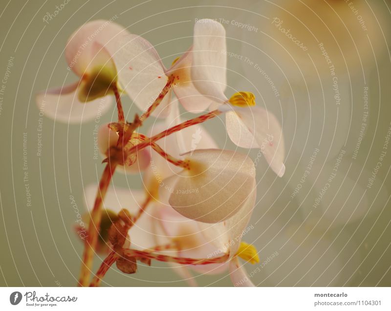 zart Umwelt Natur Pflanze Blume Blatt Blüte Grünpflanze Wildpflanze Duft dünn authentisch frisch klein natürlich rund saftig wild weich Farbfoto mehrfarbig