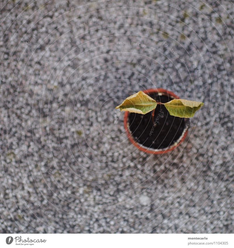 wetter | sehr trocken Umwelt Natur Pflanze Wetter Dürre Baum Blatt Grünpflanze Wildpflanze Buche Buchengewächs Buchenblatt Blumentopf Stein dünn authentisch