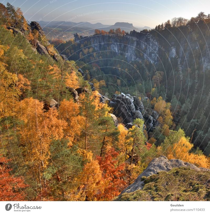 Goldrausch Herbst Sachsen Schweiz Blatt HDR Baum Wald Jahreszeiten rot braun gelb Ferien & Urlaub & Reisen Erholung Sandstein wandern Bergsteigen gold Ausflug