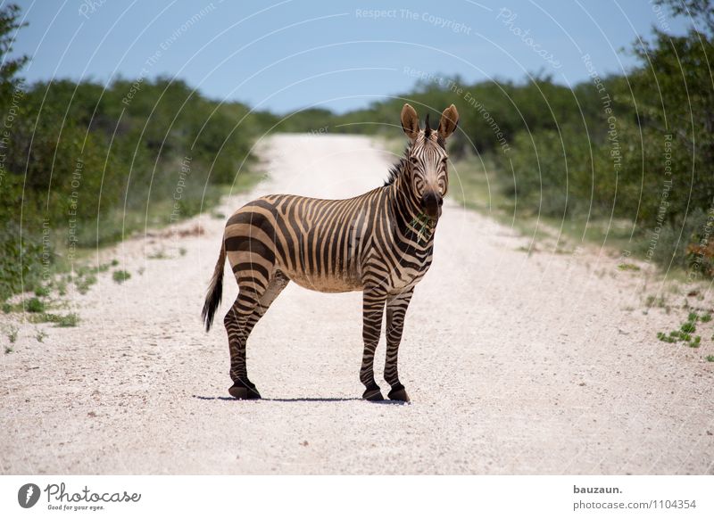 ich bin dann mal ein zebrastreifen. Ferien & Urlaub & Reisen Tourismus Ausflug Abenteuer Ferne Freiheit Sightseeing Safari Expedition Sommer Umwelt Natur