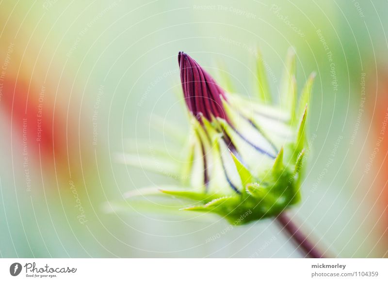 Roter Torpedo Leben Wohlgefühl Zufriedenheit Umwelt Natur Pflanze Frühling Blüte exotisch Blütenknospen Garten atmen beobachten träumen Wachstum ästhetisch