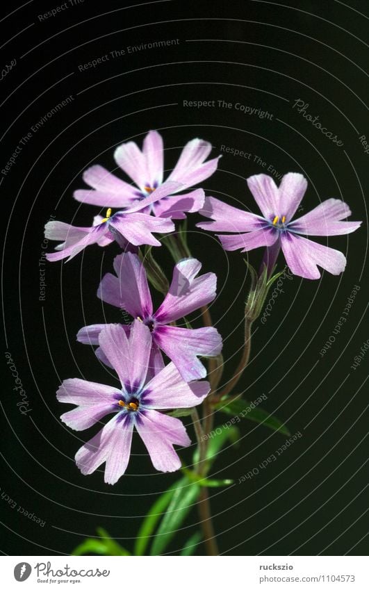 Polsterphlox, Moos-Phlox, Natur Pflanze Blume Blüte Wildpflanze Garten Blühend frei violett schwarz subulata Zwerphlox Alpinium Steingartengestaltung