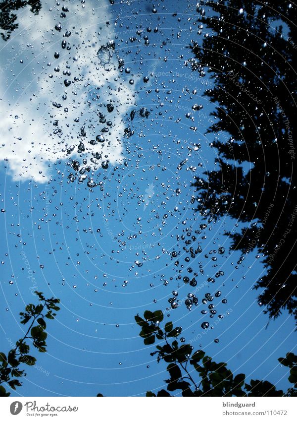 All Drops Flying High Wald grün Spielen Wolken nass feucht dunkel glänzend Luft Himmel Blatt Baum Sträucher Regenmantel Schutzbekleidung Regenschirm Platz