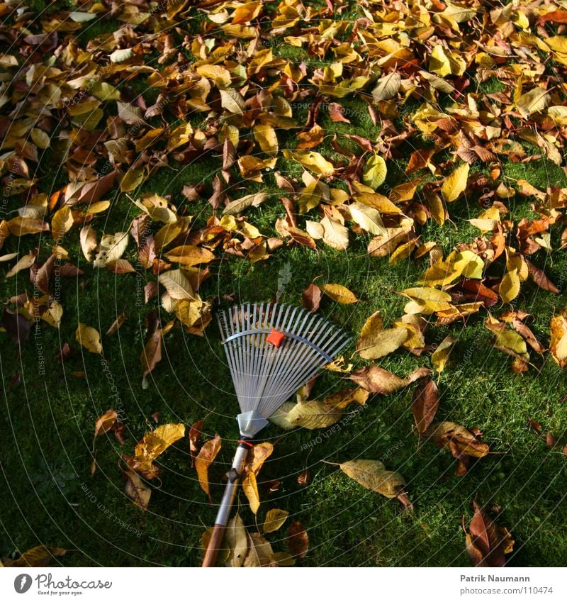 typische Herbstarbeit. Blatt Baum Gras Rechen Kompost Vergänglichkeit Müll gelb grün Gärtner Gärtnerei herbstlich arbeiten Arbeit Laubarbeit Laubarbeiten