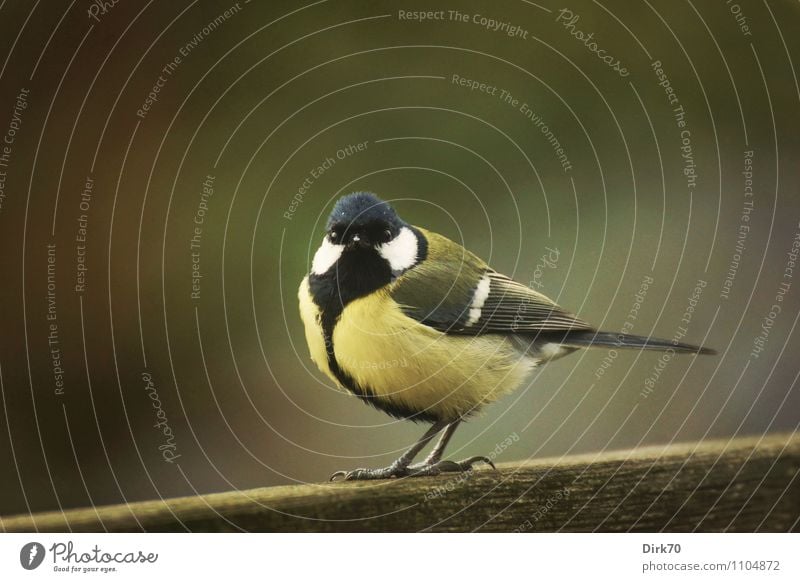 Da ist die Meise! Natur Frühling Schönes Wetter Garten Zaun Gartenzaun Tier Wildtier Vogel Kohlmeise Singvögel 1 Holz beobachten sitzen Coolness frech frei