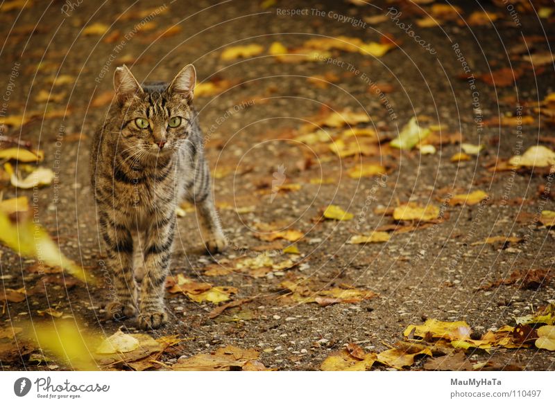 Cat Katze gelb Fahrradständer beste Jagd Tier paper for fall brown ran &#1050 &#1086 &#1090 &#1082 &#1072 &#1074 &#1079 &#1089 &#1076