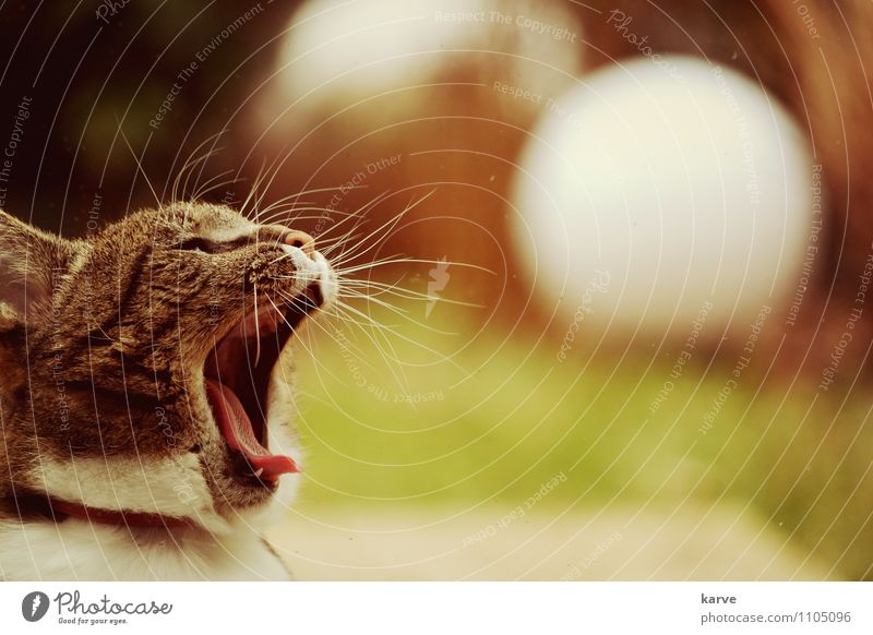 Löwenmäulchen Katze sitzen gähnen Müdigkeit Langeweile Trägheit ruhig heimwärts Farbfoto Außenaufnahme Textfreiraum rechts Abend Starke Tiefenschärfe