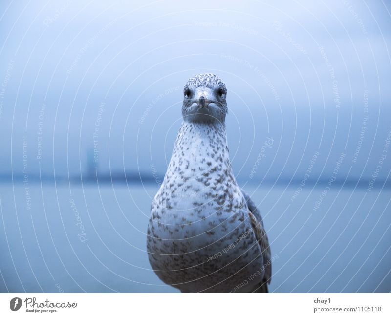 Großstadtgeschöpf Menschenleer Wildtier Vogel Tiergesicht 1 beobachten fliegen Blick stehen träumen warten alt dreckig maritim Stadt grau Stimmung selbstbewußt