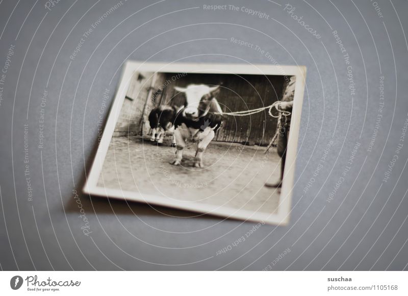 bulle Fotografie analog alt Erinnerung Familienalbum Schwarzweißfoto Ochse Rind Bulle Tierzucht Landwirtschaft