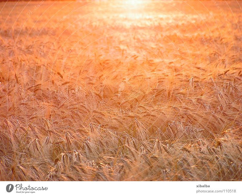 goldenes Kornfeld Farbfoto mehrfarbig Außenaufnahme Menschenleer Textfreiraum Mitte Dämmerung Licht Reflexion & Spiegelung Schwache Tiefenschärfe Umwelt Natur