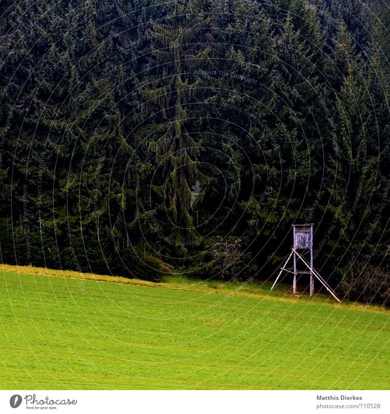 hochsitz Hochsitz Wald Nadelwald Tanne Wiese Grünfläche Idylle Herbst wandern Sauerland trist Herbstwetter Dämmerung Abend Nachmittag beobachten Märchenwald