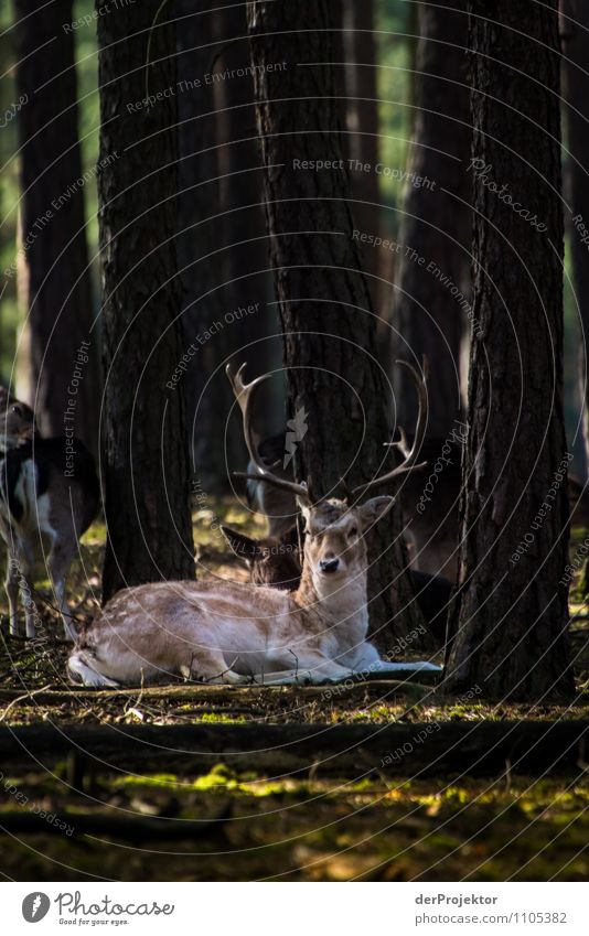 Ist das der Patronum von Harry Potter? Ferien & Urlaub & Reisen Tourismus Ausflug Abenteuer Safari Expedition Berge u. Gebirge wandern Umwelt Natur Landschaft