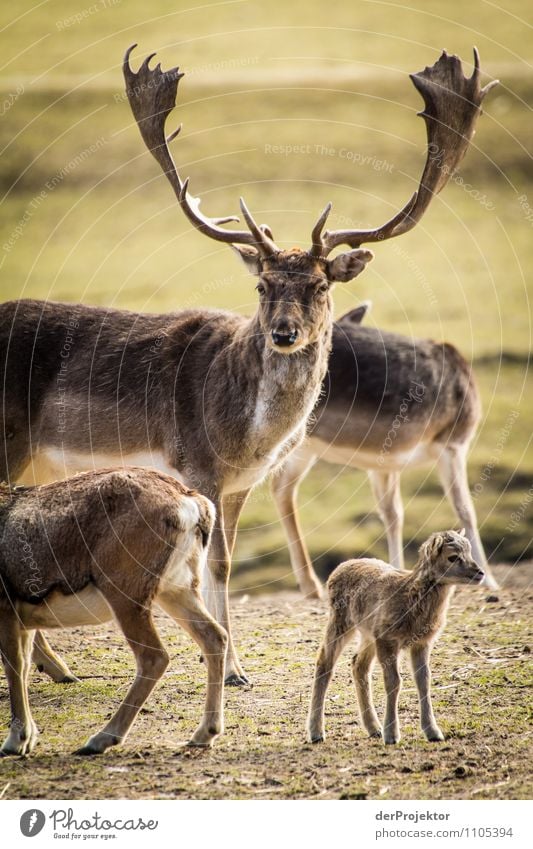 Schön aufpassen, Papa! Ferien & Urlaub & Reisen Tourismus Ausflug Ferne Freiheit Safari Expedition Umwelt Natur Landschaft Pflanze Tier Frühling Schönes Wetter