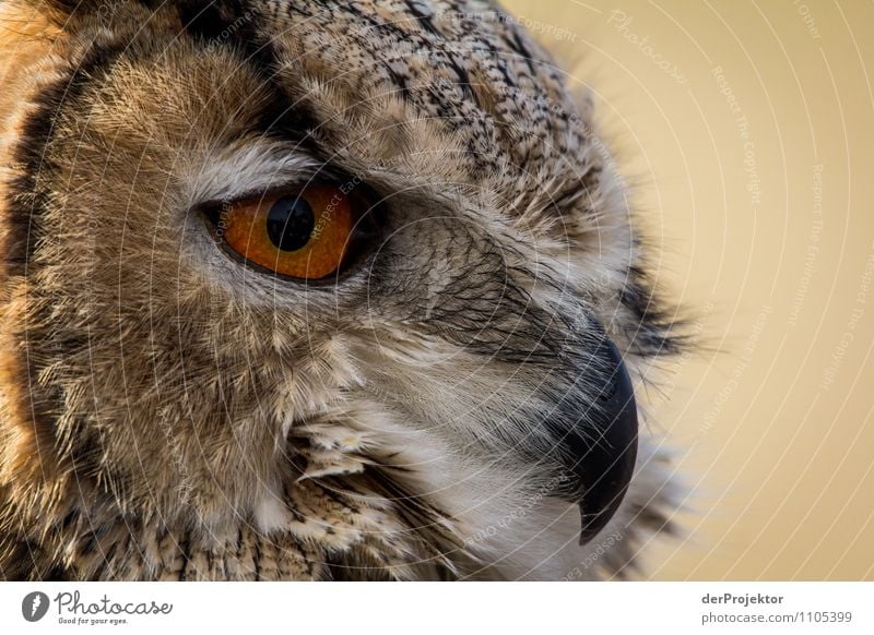 Die Hakennase steht dir Umwelt Natur Landschaft Pflanze Tier Urelemente Frühling Schönes Wetter Wildtier Vogel ästhetisch sportlich authentisch außergewöhnlich