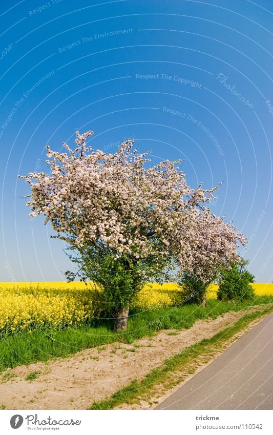 Sommertag Blüte Raps Feld grün gelb weiß Physik lang Wolken ruhig Sträucher Verlauf Mittag blau Himmel Straße Wege & Pfade Stein Sand Wärme Natur Schönes Wetter